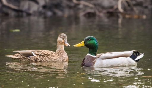 A nature shot of two mallard male and female ducks floating in a body of water