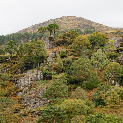 A majestic mountain surrounded by lush green trees and foliage: Eryri National Park