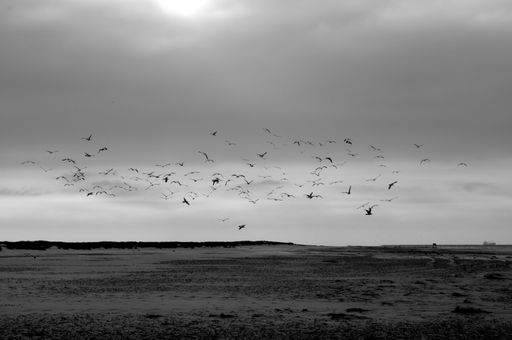 A grayscale shot of seagulls flying over a calm sea