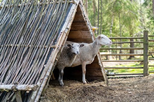 The sheep in the corral on the farm