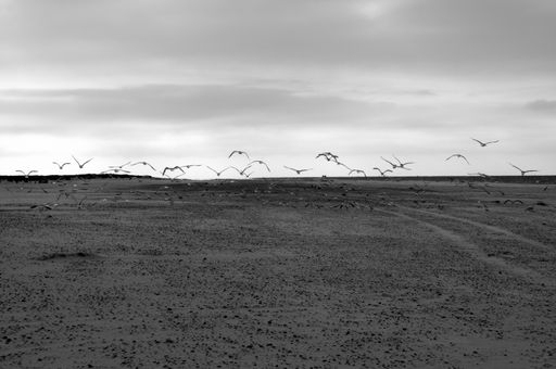 A grayscale shot of seagulls flying over an empty field