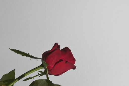 A closeup shot of a single red rose isolated on white background with a copy space