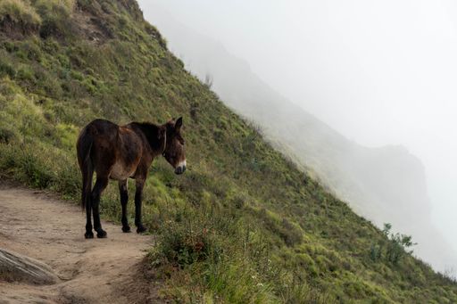 A donkey stands on a path in a misty fog, with a mountain in the background