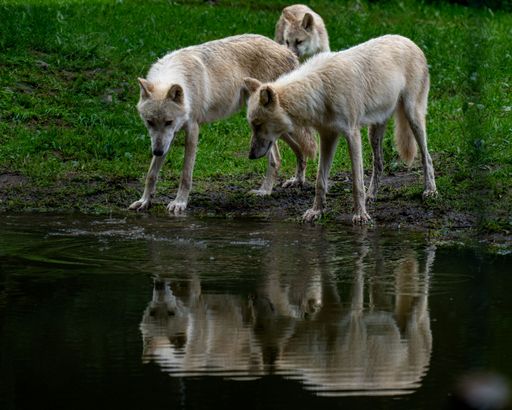 Two white wolves standing side by side drinking from a river
