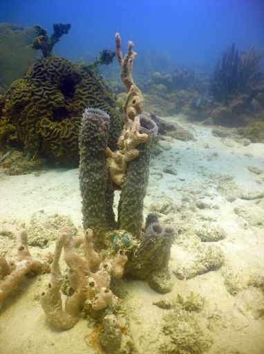 A vertical shot of corals under the water