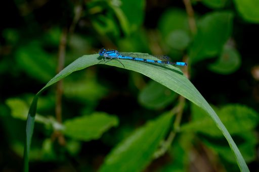 A closeup of a dragonfly perched on a plant