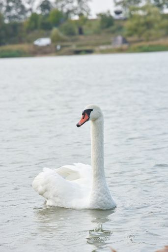 A swan peacefully swimming in a tranquil body of water near a picturesque beach