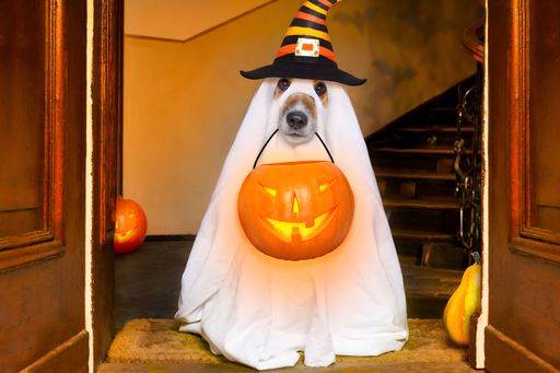 An adorable dog dressed up in a white ghost costume, proudly displaying a classic orange jack-o-lantern in its paws