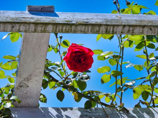 A low-angle shot of a beautiful red rose and its leaves growing in the garden.