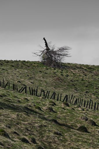A vertical shot of a bare tree on a hill covered in the grass under a dark cloudy sky