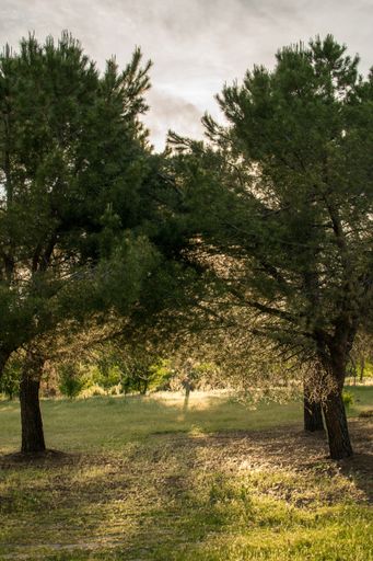 A vertical shot of the trees evenly growing in the garden.