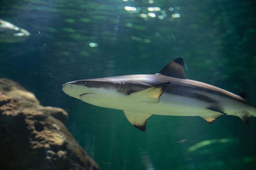 The tiger shark is a species of ground shark, and the only extant member of the genus Galeocerdo and family Galeocerdonidae.