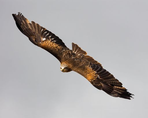 A beautiful shot of a golden eagle flying through the sky