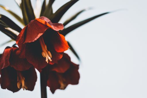 A closeup of beautiful wild red lilies on a white background