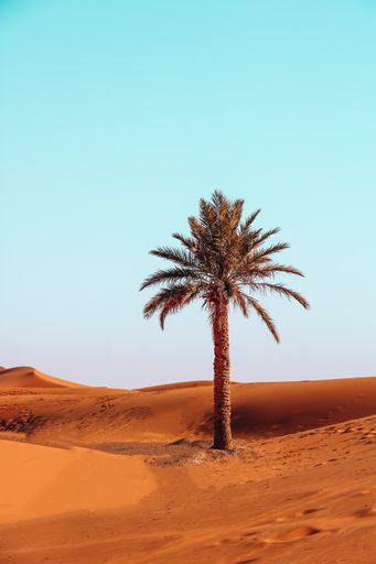 A lonely palm tree growing in Saharan desert under the clear blue sky