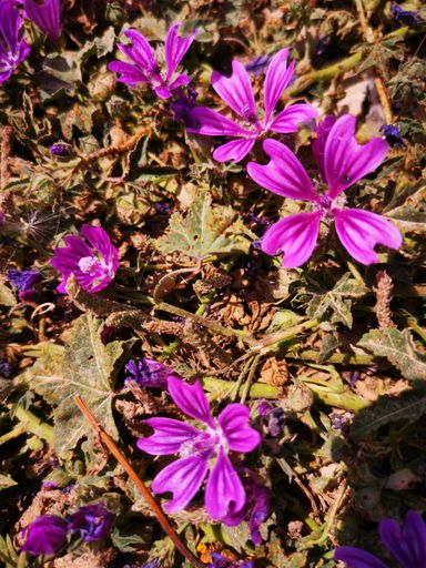 A vertical shot of purple cheeses flowers in a field under the sunlight