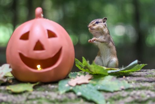 A closeup shot of a squirrel on an orange Halloween decoration in a park
