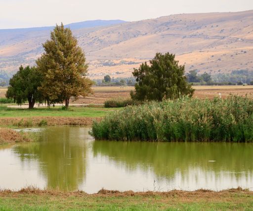 A scenic view of a pond surrounded by greenery in Upper Galilee, Hula lake valley, Northern Israel