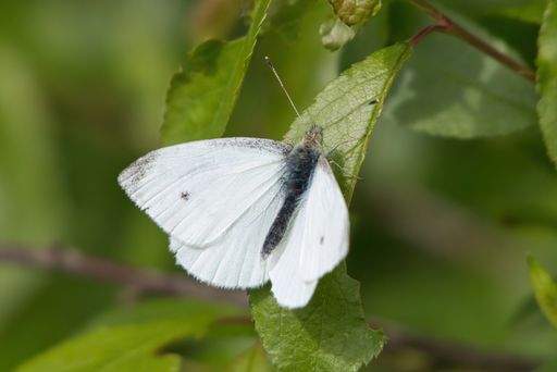 A closeup of a Green-veined white butterfly on a green leaf in a field with a blurry background