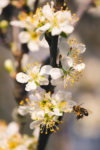 A vertical shot of a bee on a plum blossom flower in a garden under the sunlight
