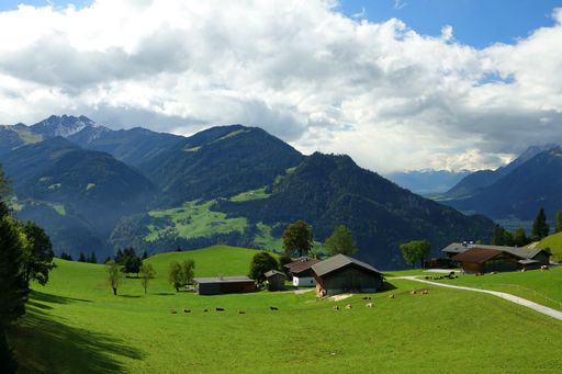 A Fresh summer alpine meadow in the Austrian Alps with cows and panorama view of the Zillertal