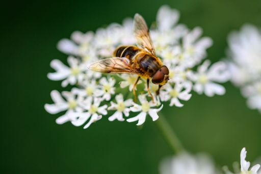 A macro of a bee perched on white tiny flowers in Zutendaal, Belgium