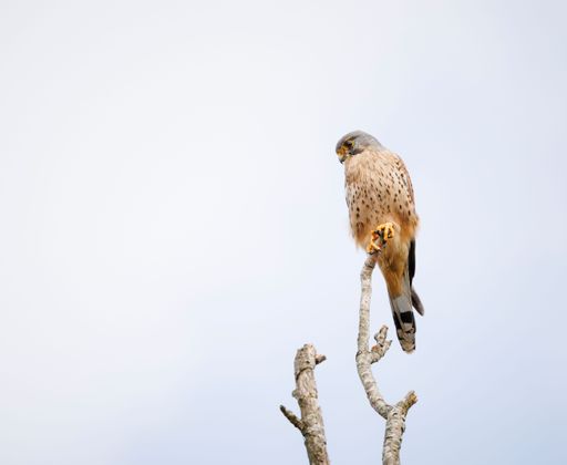 A kestrel perched atop a tree branch against the cloudy sky