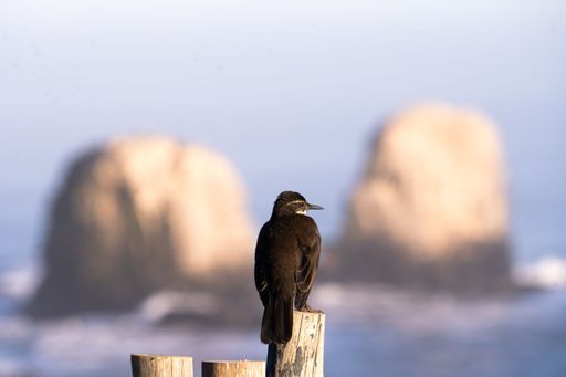 A majestic red-eared bulbul (Hypsipetes amaurotis) perched atop a wooden post