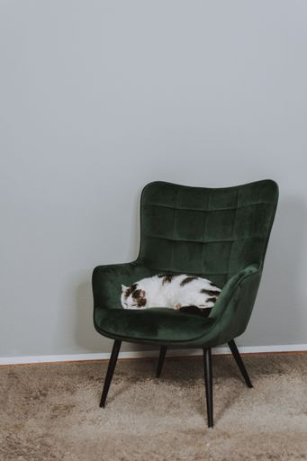 A vertical shot of a cat lying and relaxing on the chair indoors