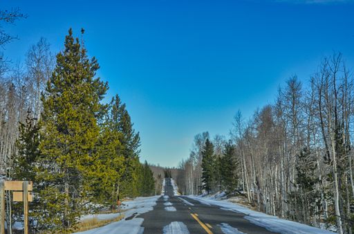 A countryside endless road with pine trees on both sides under the blue sky