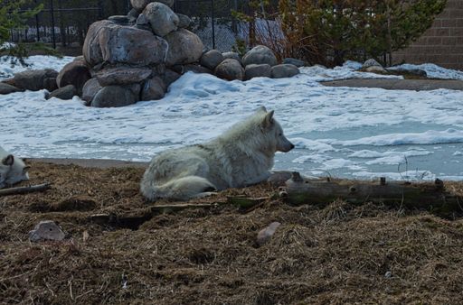 A snowy park with a wolf lying on the grass and having a rest