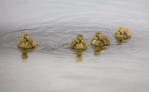 Cute yellow goslings floating in the lake
