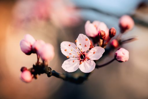 An extreme closeup macro photography of a beautiful pale pink cherry blossom on a branch of a tree with a blurred background