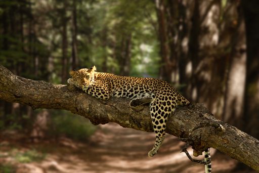 A beautiful shot of a lazy leopard resting on the tree with a blurred background