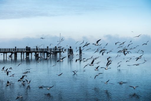 A beautiful shot of a pier at the coast of the sea with a large colony of seagulls flying by