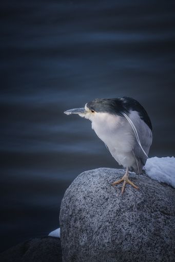 A vertical shot of a Black-crowned night heron perched on a rock