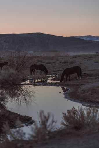 A majestic vertical shot of horses in a field drinking water from a puddle with mountains in the background and a pretty sunset