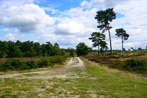 A road alongside the green trees under the cloudyt blue sky in the De Maasduinen National Park