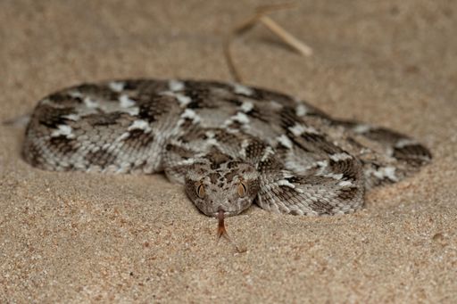 A snake resting on sandy ground, with its body curled up