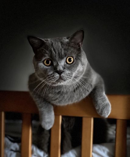 A domestic cat appearing content and relaxed while perched atop a rustic wooden baby crib