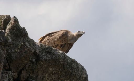 A griffon vulture perched on top of a rock looking at its prey and ready to fly in Monfrague Park, Caceres, Spain