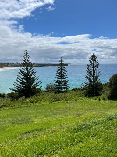 A scenic view of lush tree-covered hillside on the beach