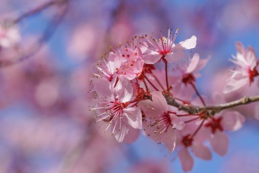 The cute pink peach blossoms with copy space