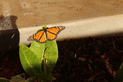 A selective focus shot of a Monarch butterfly perched on a green leaf