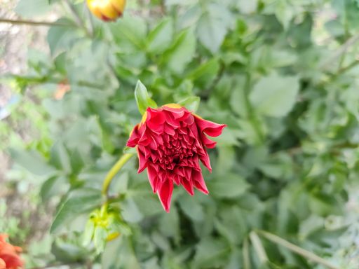 A closeup shot of a red Dahlia flower growing in a garden
