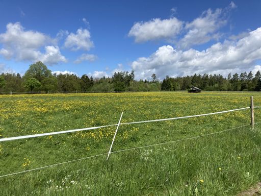 A beautiful bright shot of grassland on background of the cloudy blue sky