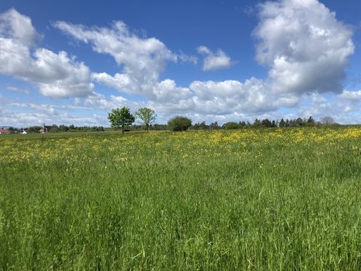 A beautiful bright shot of grassland on background of the cloudy blue sky