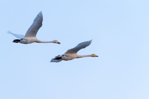 A low angle shot of two beautiful white tundra swans flying under a clear blue sky