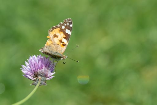 A closeup shot of a butterfly sitting on a purple flower with a blurred background