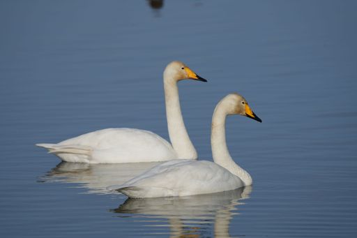 The two swans peacefully gliding across a body of water.